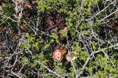 Erythrophysa alata