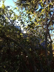 Cotoneaster frigidus