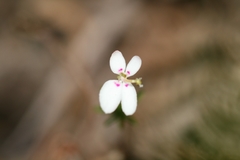 Stylidium repens