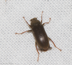 Dryopidae