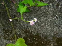 Persicaria senticosa