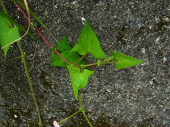 Persicaria senticosa