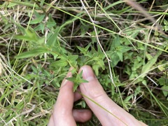 Scutellaria racemosa