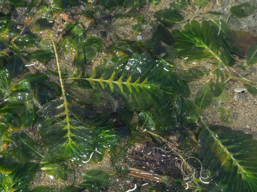 Halophila spinulosa (Halophila spinulosa)