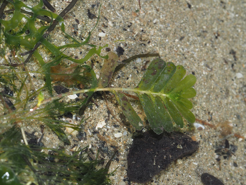 Halophila spinulosa (Halophila spinulosa)