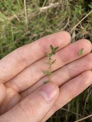 Scutellaria racemosa