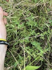 Scutellaria racemosa