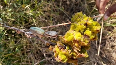 Aceria aloinis