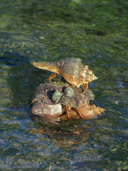 Clibanarius infraspinatus