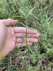 Alternanthera denticulata