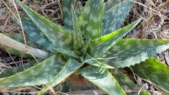 Aceria aloinis