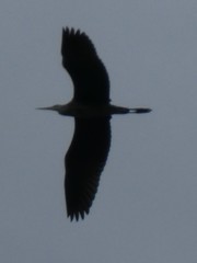 Ardea cinerea