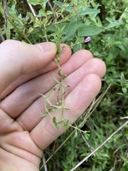Scutellaria racemosa