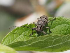 Mesosa curculionoides