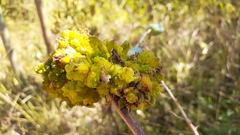 Aceria aloinis