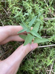 Scutellaria racemosa