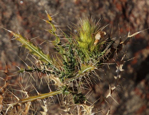 Image of Acanthopsis horrida by (c) Tony Rebelo, some rights reserved (CC BY-SA)
