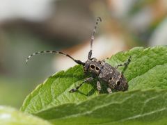 Mesosa curculionoides