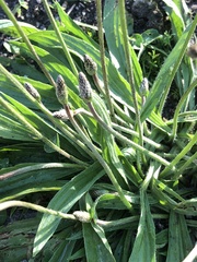 Plantago lanceolata
