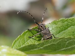 Mesosa curculionoides