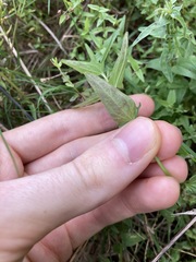Scutellaria racemosa