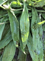 Plantago lanceolata