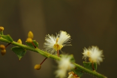 Acacia biflora