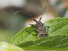 Mesosa curculionoides