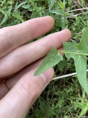 Scutellaria racemosa