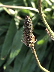 Plantago lanceolata