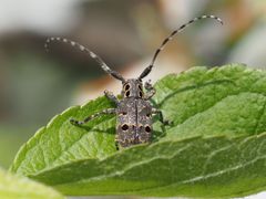 Mesosa curculionoides