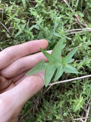 Scutellaria racemosa