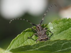 Mesosa curculionoides