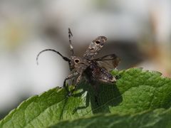 Mesosa curculionoides