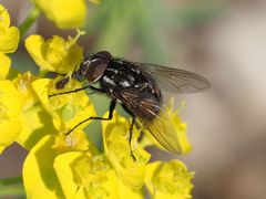 Graphomya maculata