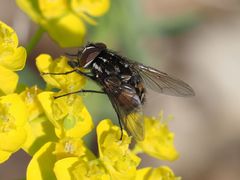 Graphomya maculata