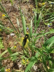 Libelloides rhomboideus