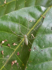Hygropoda lineata