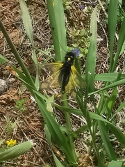 Libelloides rhomboideus