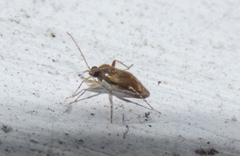 Hamatophylus guttulosus