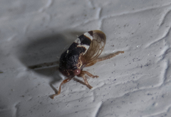 Cyrtolobus togatus