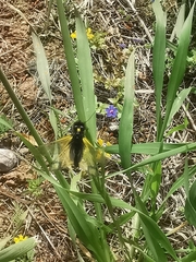 Libelloides rhomboideus