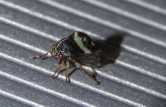 Smilia fasciata