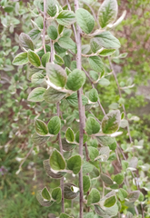 Cotoneaster dielsianus