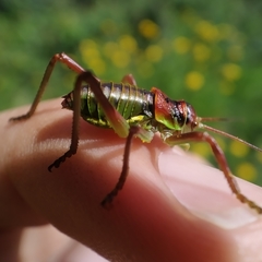 Neocallicrania miegii