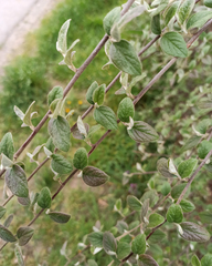 Cotoneaster dielsianus