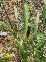 Libelloides rhomboideus