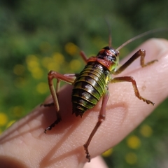 Neocallicrania miegii