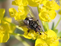 Graphomya maculata