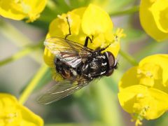 Graphomya maculata